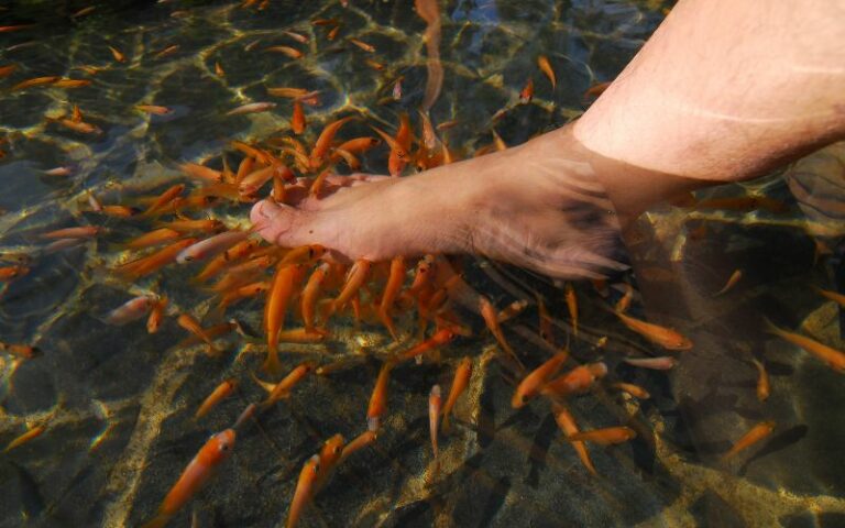 How Dangerous Is Fish Pedicure? An In-Depth Look at Fish Therapy
